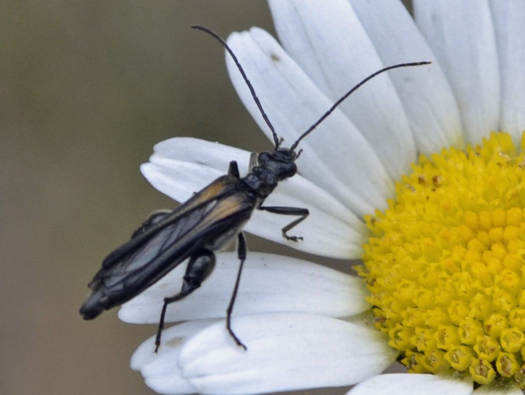 Oedemera pthysica